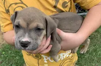 Pibble , a male American Staffordshire Terrier for sale in Polo, MO – 3 of 3