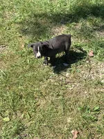 Nico, a male American Staffordshire Terrier and Bullmastiff for sale in Polo, MO – 2 of 7