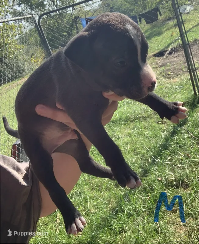 Nico – American Staffordshire Terrier puppy for sale in Polo, MO