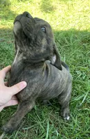 Reeses, a male American Staffordshire Terrier and Bullmastiff for sale in Polo, MO – 4 of 8