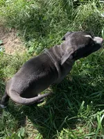 Nico, a male American Staffordshire Terrier and Bullmastiff for sale in Polo, MO – 4 of 7