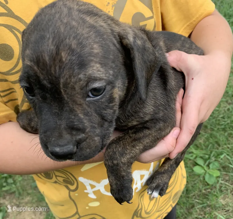 Reeses – American Staffordshire Terrier puppy for sale in Polo, MO