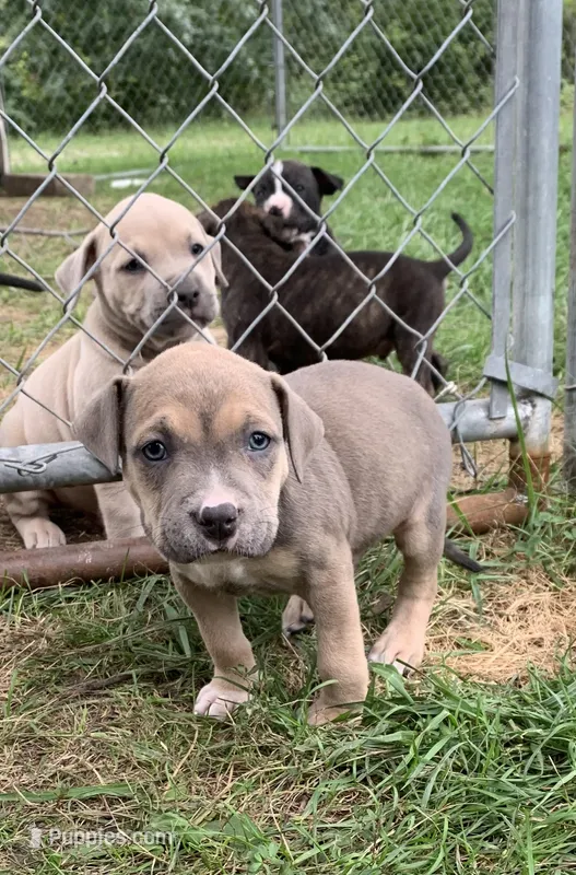 Pibble  – American Staffordshire Terrier puppy for sale in Polo, MO