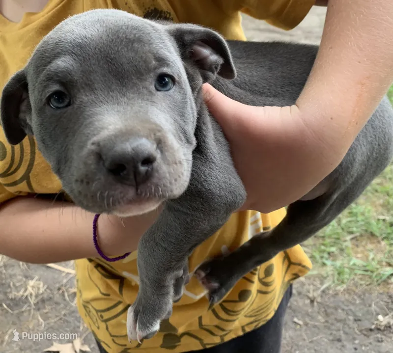 Skippy – American Staffordshire Terrier puppy for sale in Polo, MO