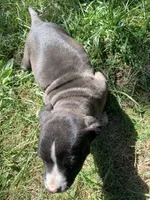 Nico, a male American Staffordshire Terrier and Bullmastiff for sale in Polo, MO – 5 of 7