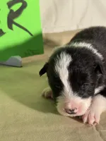 Tater, a male Border Collie for sale in Meridian, MS – 4 of 8