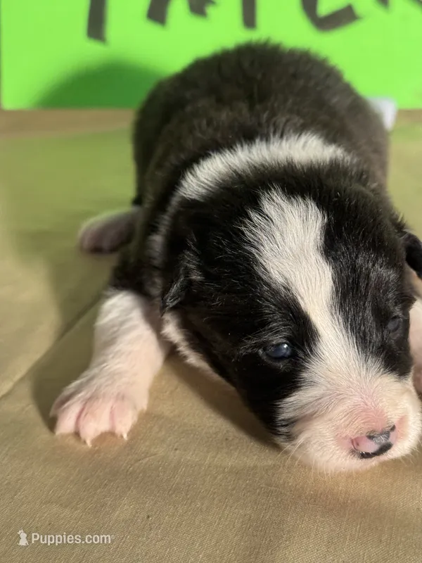 Tater – Border Collie puppy for sale in Meridian, MS