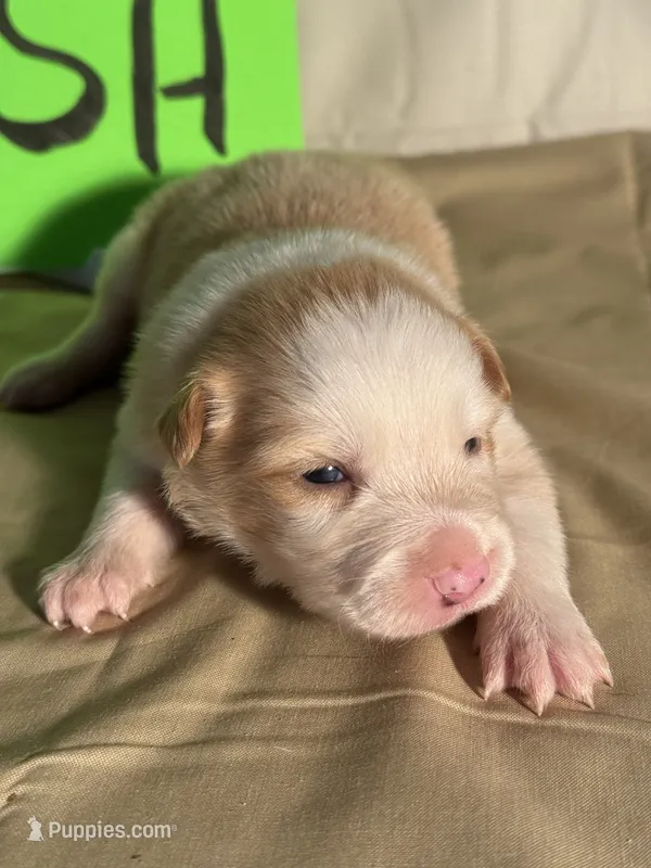 Rush – Border Collie puppy for sale in Meridian, MS