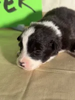 Tater, a male Border Collie for sale in Meridian, MS – 7 of 8