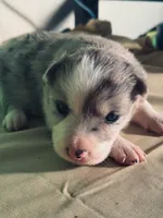 Jill, a female Border Collie for sale in Meridian, MS – 6 of 6