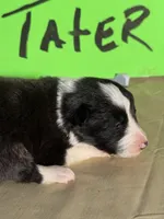 Tater, a male Border Collie for sale in Meridian, MS – 8 of 8