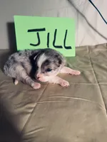 Jill, a female Border Collie for sale in Meridian, MS – 4 of 6