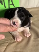 Drama, a female Border Collie for sale in Meridian, MS – 3 of 3