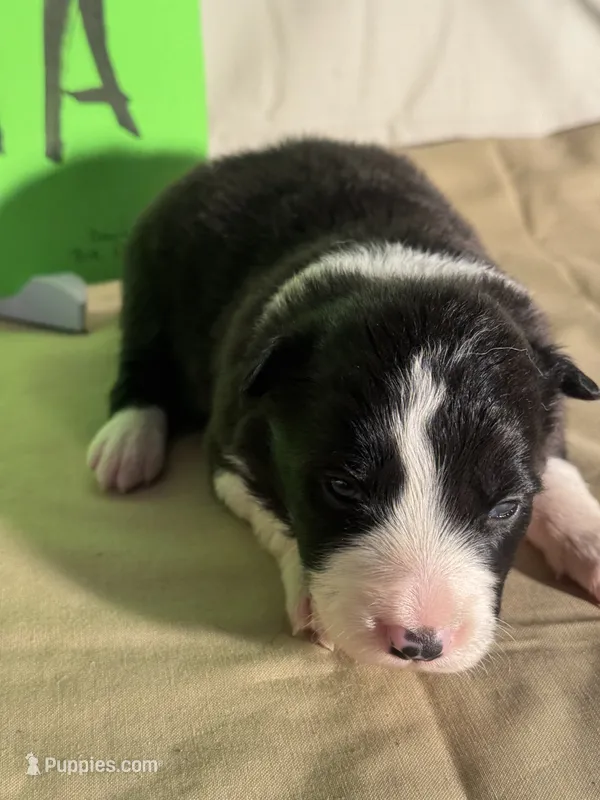 Drama – Border Collie puppy for sale in Meridian, MS