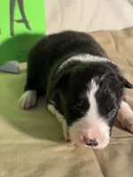 Drama, a female Border Collie for sale in Meridian, MS – 1 of 3