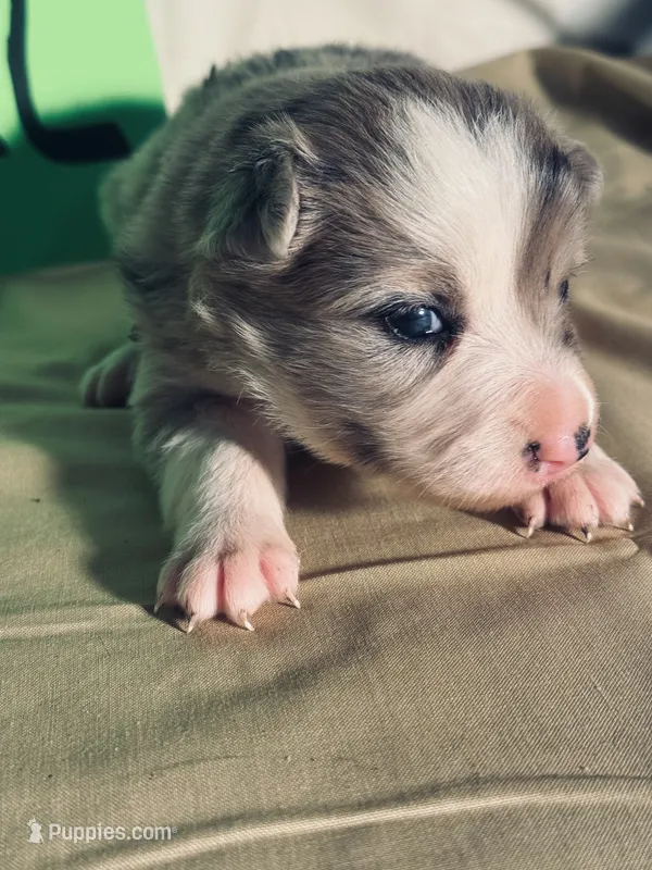 Jill – Border Collie puppy for sale in Meridian, MS