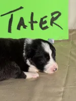 Tater, a male Border Collie for sale in Meridian, MS – 6 of 8