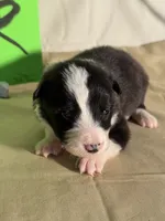 Tater, a male Border Collie for sale in Meridian, MS – 3 of 8