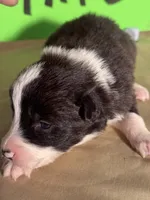 Tater, a male Border Collie for sale in Meridian, MS – 2 of 8