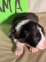 Drama, a female Border Collie for sale in Meridian, MS – 2 of 3