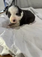 Dawn, a female Border Collie for sale in Meridian, MS – Photo 3 of 4