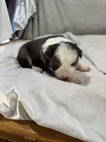 Dawn, a female Border Collie for sale in Meridian, MS – Photo 4 of 4