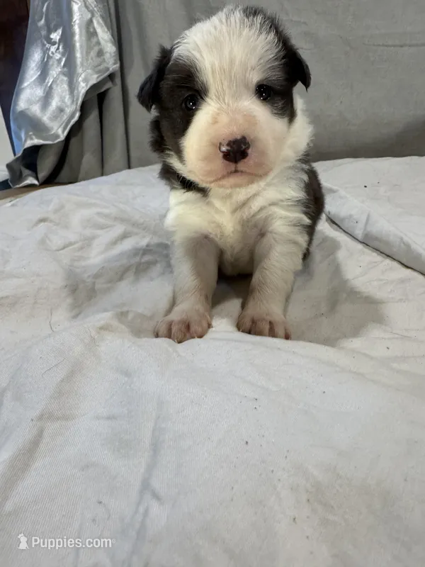 Dawn – Border Collie puppy for sale in Meridian, MS