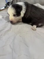 Dawn, a female Border Collie for sale in Meridian, MS – Photo 2 of 4