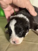 Tater, a male Border Collie for sale in Meridian, MS – 5 of 8