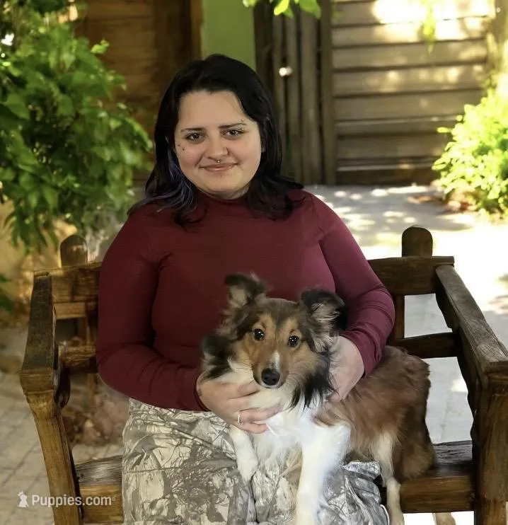 Misty – Shetland Sheepdog puppy for sale in Keokuk, IA