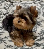 Romeo Micro Mini, a male Yorkshire Terrier for sale in Irvine, CA – 4 of 8