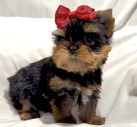 Clarabelle, a female Yorkshire Terrier for sale in Irvine, CA – 2 of 10