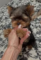 Romeo Micro Mini, a male Yorkshire Terrier for sale in Irvine, CA – 6 of 8
