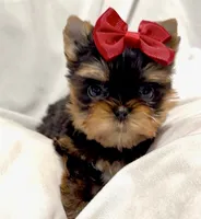 Clarabelle, a female Yorkshire Terrier for sale in Irvine, CA – 10 of 10