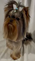 Little Guy, a male Yorkshire Terrier for sale in Irvine, CA – 2 of 2