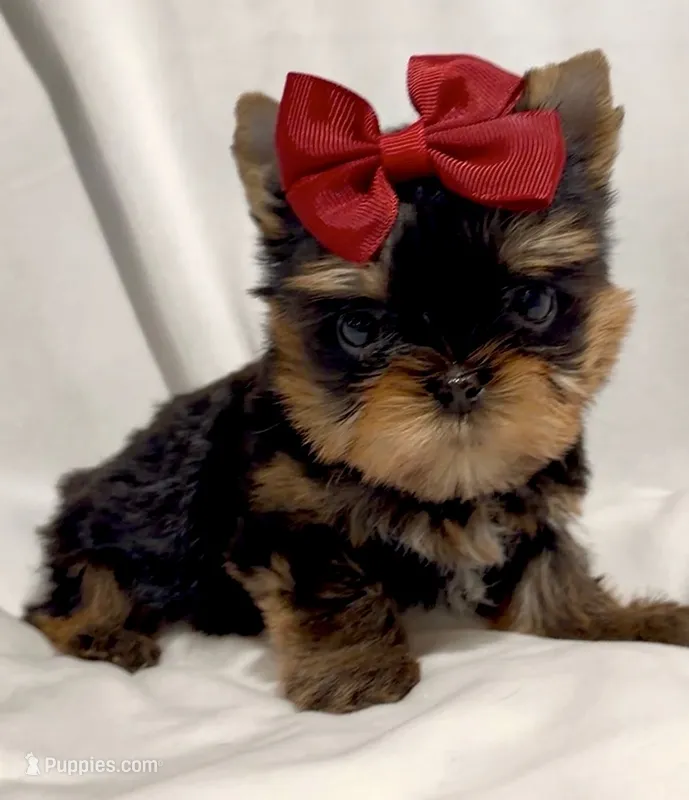 Clarabelle – Yorkshire Terrier puppy for sale in Irvine, CA