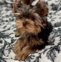 Romeo Micro Mini, a male Yorkshire Terrier for sale in Irvine, CA – 2 of 8
