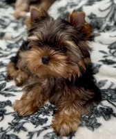 Romeo Micro Mini, a male Yorkshire Terrier for sale in Irvine, CA – 5 of 8