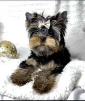 Bear Micro Mini, a male Yorkshire Terrier for sale in Irvine, CA – Photo 1 of 4