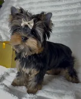 Bear Micro Mini, a male Yorkshire Terrier for sale in Irvine, CA – Photo 4 of 4