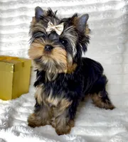 Bear Micro Mini, a male Yorkshire Terrier for sale in Irvine, CA – Photo 3 of 4
