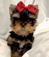 Clarabelle, a female Yorkshire Terrier for sale in Irvine, CA – 9 of 10