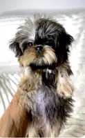Chanel (Reserved), a female Shih Tzu and Shorkie for sale in Irvine, CA – Photo 3 of 6