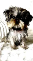 Chanel (Reserved), a female Shih Tzu and Shorkie for sale in Irvine, CA – Photo 5 of 6