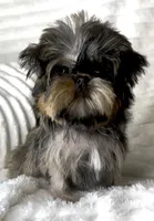 Chanel (Reserved), a female Shih Tzu and Shorkie for sale in Irvine, CA – Photo 2 of 6