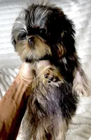 Chanel (Reserved), a female Shih Tzu and Shorkie for sale in Irvine, CA – Photo 4 of 6