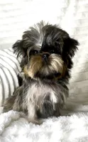Chanel (Reserved), a female Shih Tzu and Shorkie for sale in Irvine, CA – Photo 1 of 6