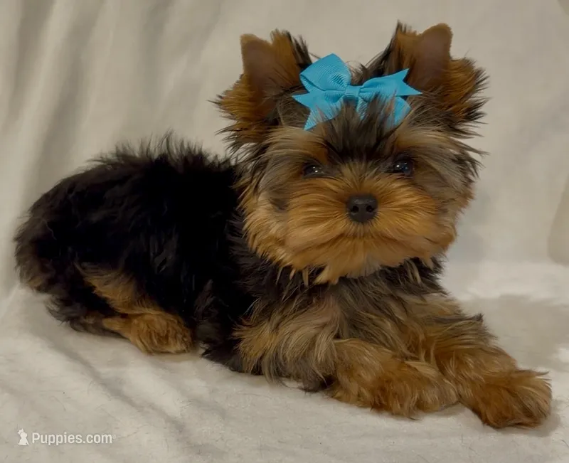 Romeo Micro Mini – Yorkshire Terrier puppy for sale in Irvine, CA