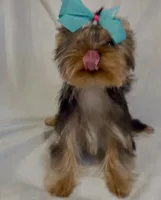 Trinity (Micro Minnie), a female Yorkshire Terrier for sale in Irvine, CA – 5 of 8