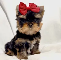 Clarabelle, a female Yorkshire Terrier for sale in Irvine, CA – 6 of 10